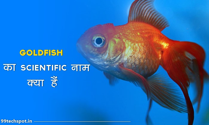 Goldfish ka Scientific Naam Kya hai ?