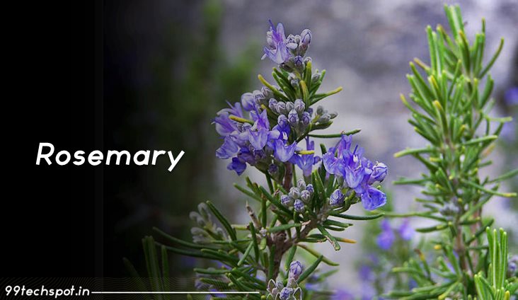 Rosemary in Hindi : रोजमेरी के जोरदार फायदे